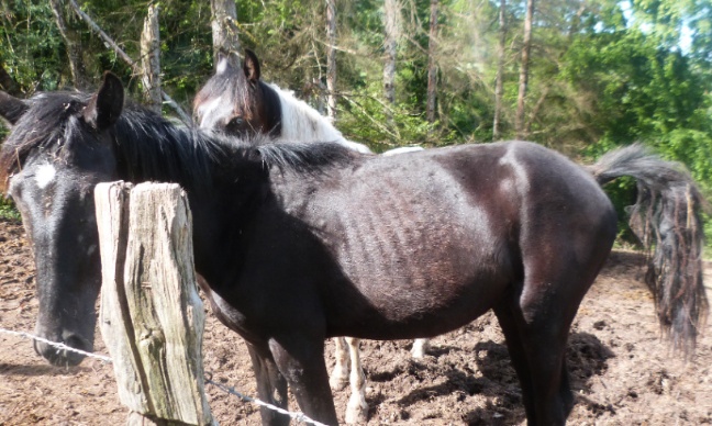 Pour plus d'efficacité sur les signalements contre la maltraitance animale !