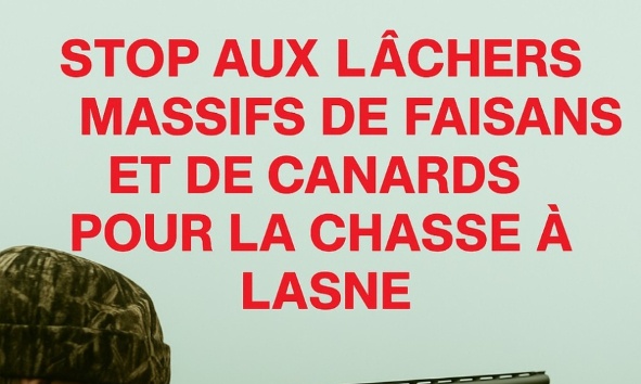 Stop aux lâchers massifs de faisans et de canards pour des chasses privées à Lasne