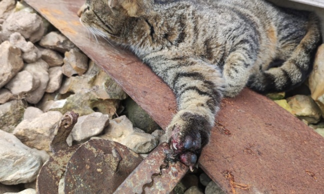 Halte aux disparitions suspectes et aux actes de cruauté envers les chats à Ambenay