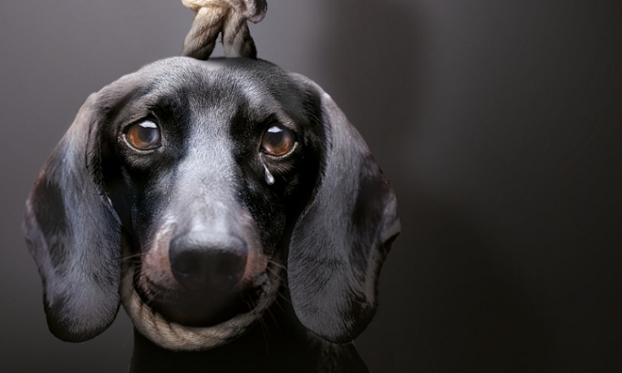 Pour la création d'un fichier National de personnes ayant une interdiction de détention d'animaux