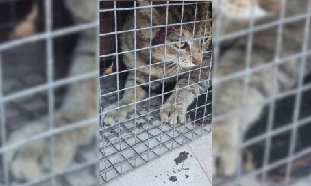 Pour la création d'une structure à caractère social pour nos animaux de compagnie de Sète