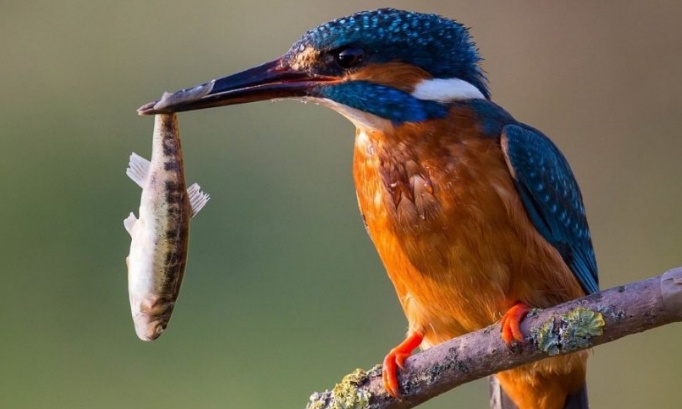 Balazuc Ardèche : non au feu d'artifice prévu le 26 juillet 2025