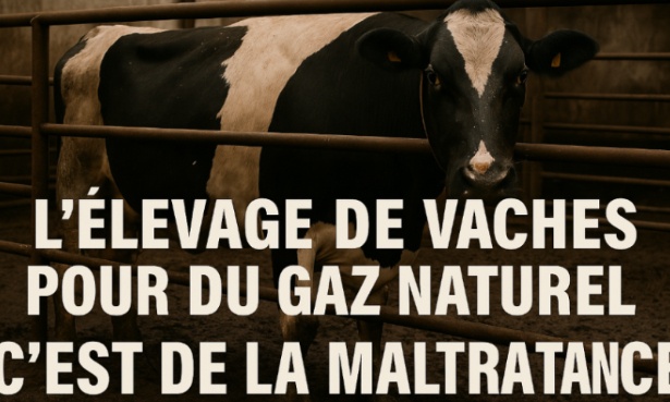 Contre l'enfermement des vaches pour la production de gaz naturel !
