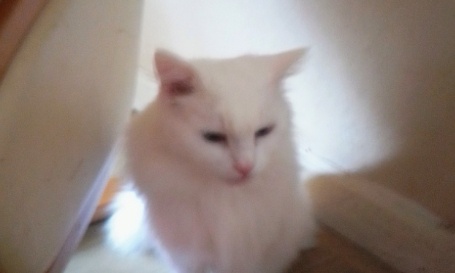 Aidez-moi à soigner Angelo : pour la baisse des tarifs des cliniques vétérinaires !