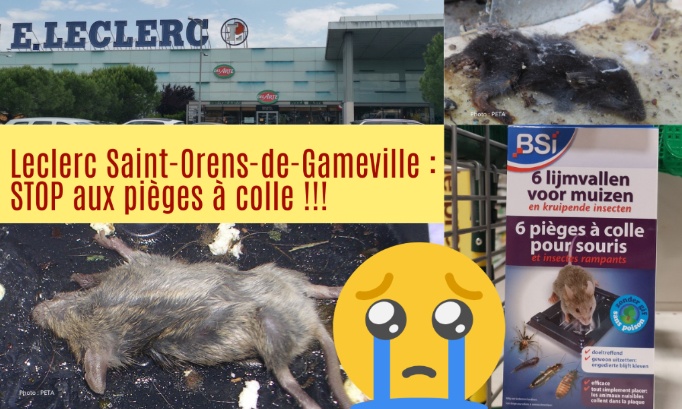 Je demande au leclerc de saint-Orens (31) de ne plus vendre de pièges à colle !