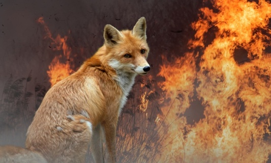 Danger des méga feux du Canada : biodiversité, animaux, air pollué en Europe...