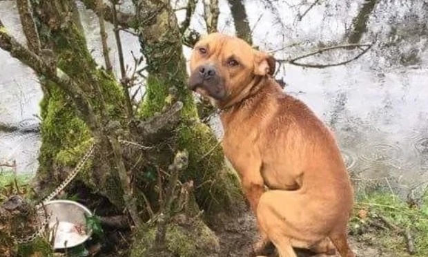 Contre toutes sortes de haines sur les hommes et les animaux Arr&ecirc;ter la maltraitance animale