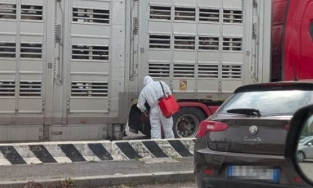 Pour l'interdiction du transport d'animaux vivants en Europe et vers les pays tiers