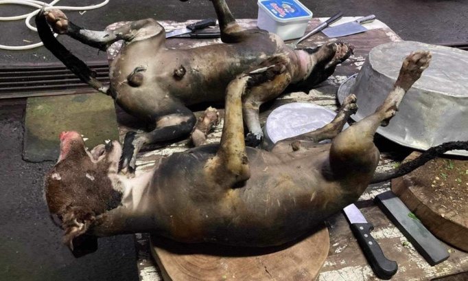 Mettons un terme au scandale animalier de Tahiti