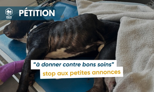 Lettre ouverte Leboncoin : mettons fin aux 