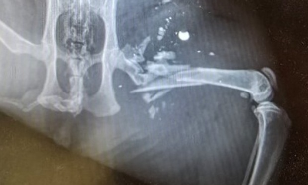 Justice pour Storm, notre chat blessé par balle