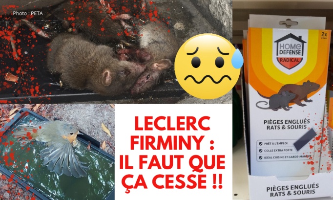 Pièges à colle au Leclerc Firminy : il faut que ça cesse !