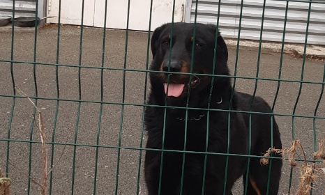 Faites réagir le maître de ce pauvre chien !