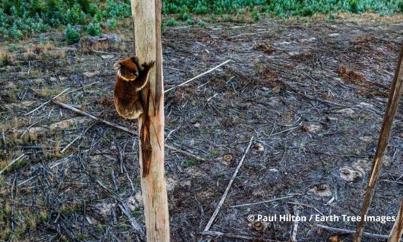 Exigez une enquête urgente sur la tragédie des koalas !