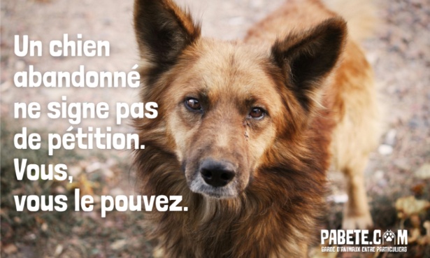 Des milliers d’animaux abandonnés chaque été : La solidarité peut les sauver