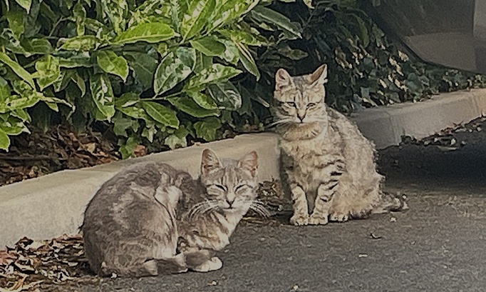La stérilisation des chats errants, la misère féline et la tranquilité publique.