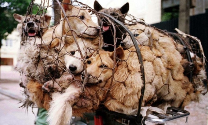 Soutien aux associations animales pour en finir avec la tradition de Yulin