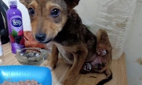 Agir contre l'exploitation, la misère et la vie de forçat des ânes et chevaux d'Égypte