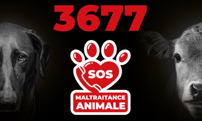 Stop à toute forme de maltraitance animale