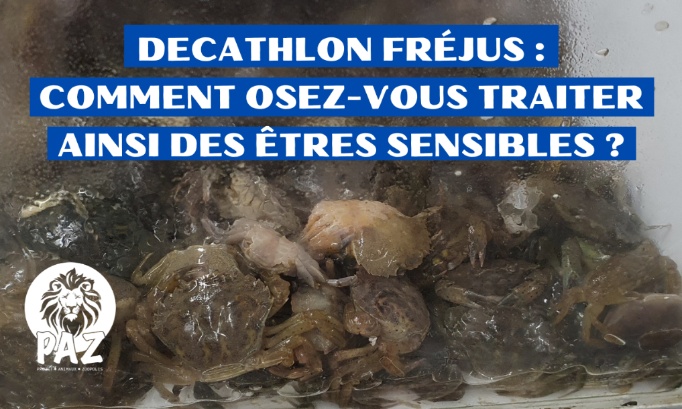 Decathlon Fréjus, arrêtez de vendre des crabes pour qu’ils soient torturés !