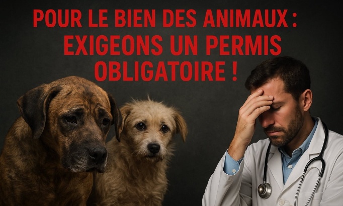 Un permis obligatoire pour avoir un animal + suivi vétérinaire, évaluation et retrait en cas de danger
