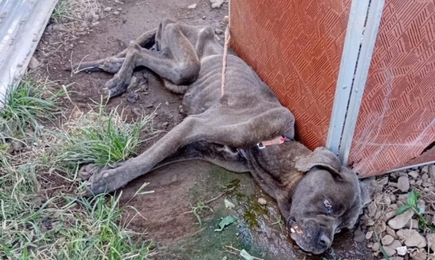 Pour une Loi PHARAH contre la maltraitance et l’errance animale à La Réunion.