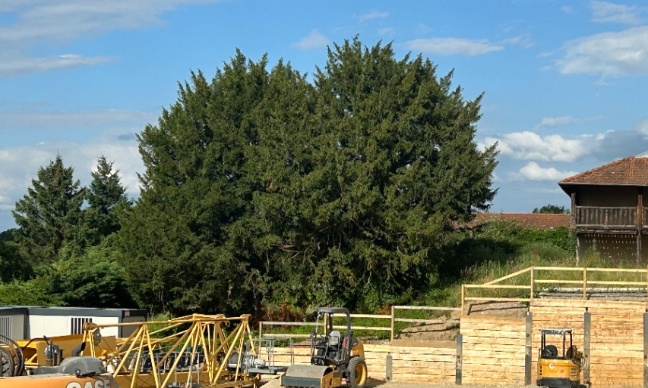 NON à la destruction des deux ifs bicentenaires du cœur du village de Marcilly d’Azergues!