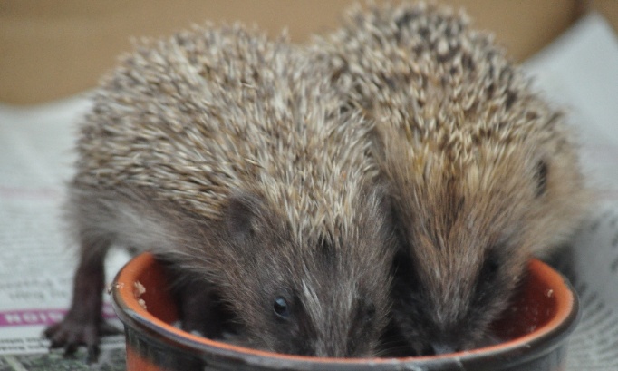 Pour la création à Rennes d'un centre de soins pour la faune sauvage blessée