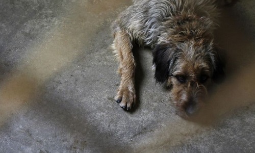 Lutter contre l'abandon des animaux