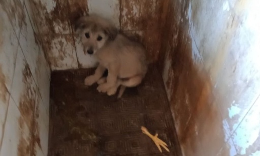 Agissons pour mettre fin aux souffrances inhumaines infligées aux chiens dans la fourrière de Fès