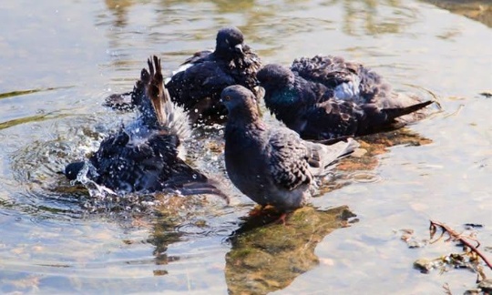 Pour le droit de vivre, de boire pour les oiseaux dont les pigeons
