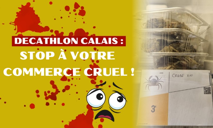 Decathlon Calais : stop à votre commerce cruel !
