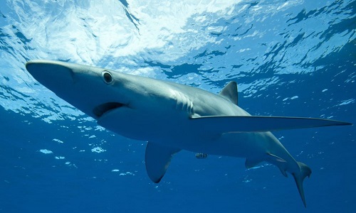 Faire interdire l'utilisation du foie de requin dans les cosmétiques