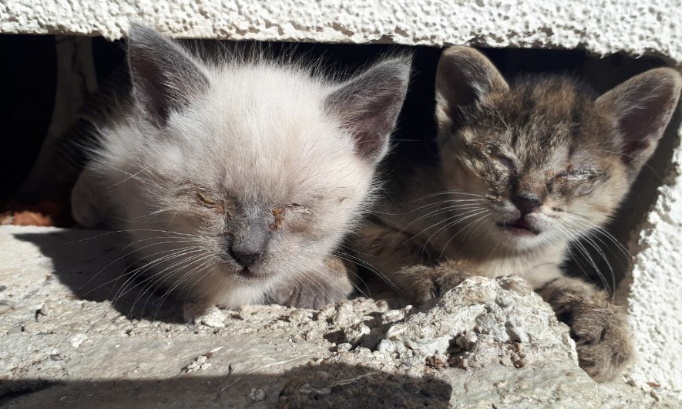 Monetier-les-Bains doit assumer ses chats des rues !