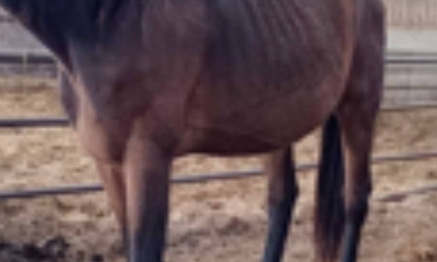 Scandale dans un haras secteur 54