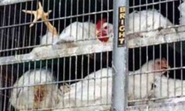 Stop au transport des poules, des poulets et autres gallinacés en période de canicule