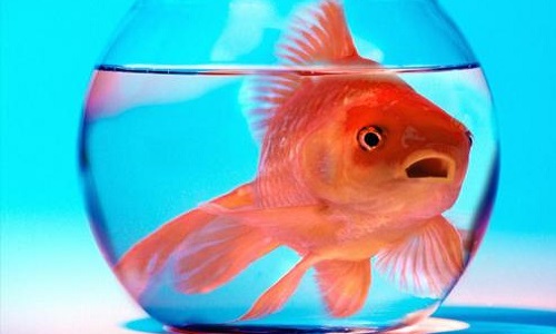 Non au bocal à poisson !