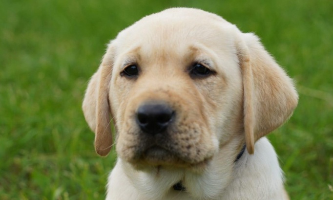 SOS ! Grenoble interdit ses parcs aux chiens m&ecirc;me tenus en laisse !