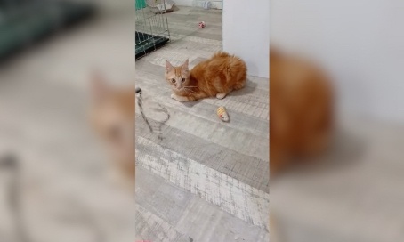 SOS détresse : l'Arche de Maddy doit sauver ses chats contre la PIF