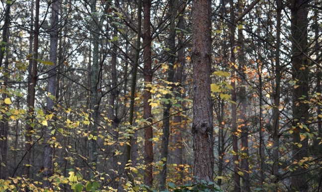 La Forêt de Sénart est une poubelle