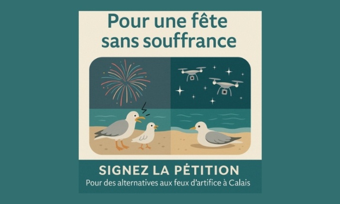 Pour une fête sans souffrance : stop aux feux d'artifice sur la plage de Calais