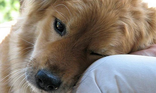 Une vraie justice pour les animaux