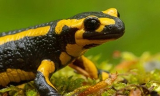 Sauvons l’habitat de la salamandre à Binche