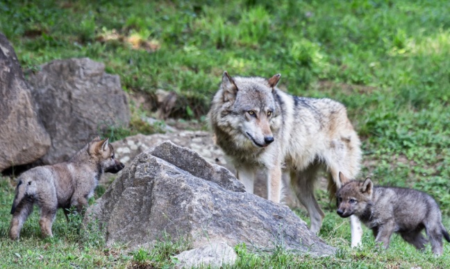 Macron veut tuer les loups : stop au massacre !
