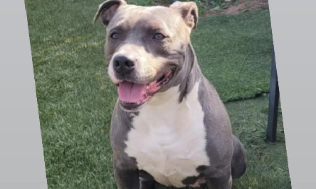 Le droit d'accès aux chiens categorie 2 classées comportement niveau 1 et 2 aux campings