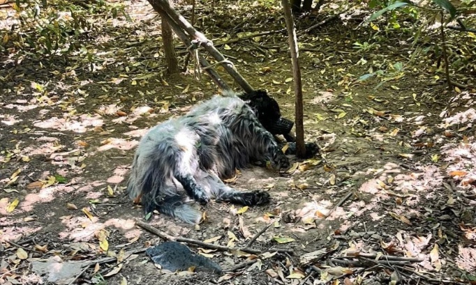 Pétition pour une France qui protège réellement ses animaux