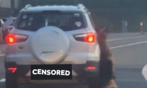 Justice pour Ares – Stop à la violence envers les animaux en Belgique