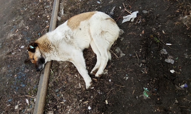 Justice pour la chienne de 14 ans attachée à des rails !