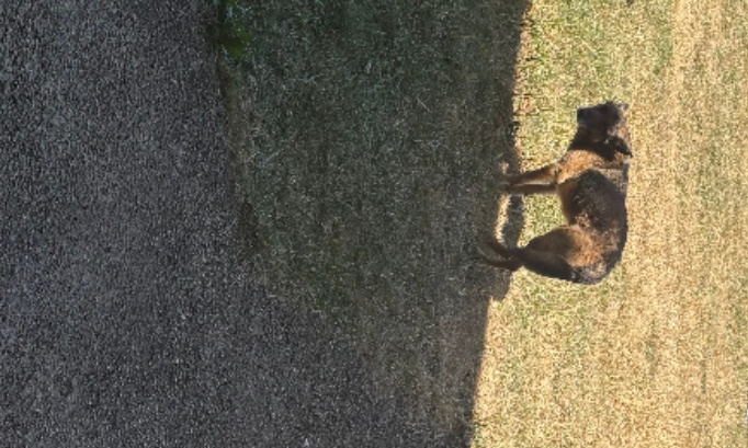 Maltraitance animale