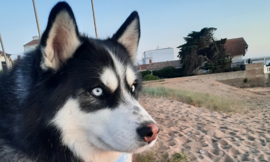 Pour davantage de plages accessibles aux chiens